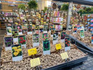 City guide : visiter Amsterdam en 4 jours (+budget)