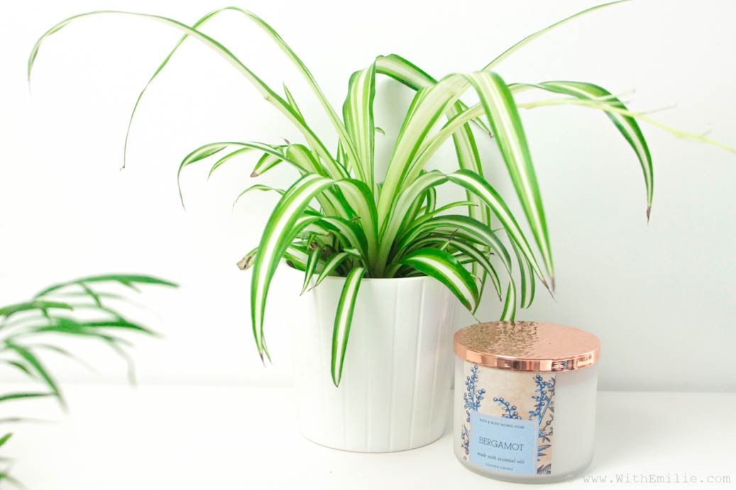 Plantes Purifiantes Pour Chambre A Coucher